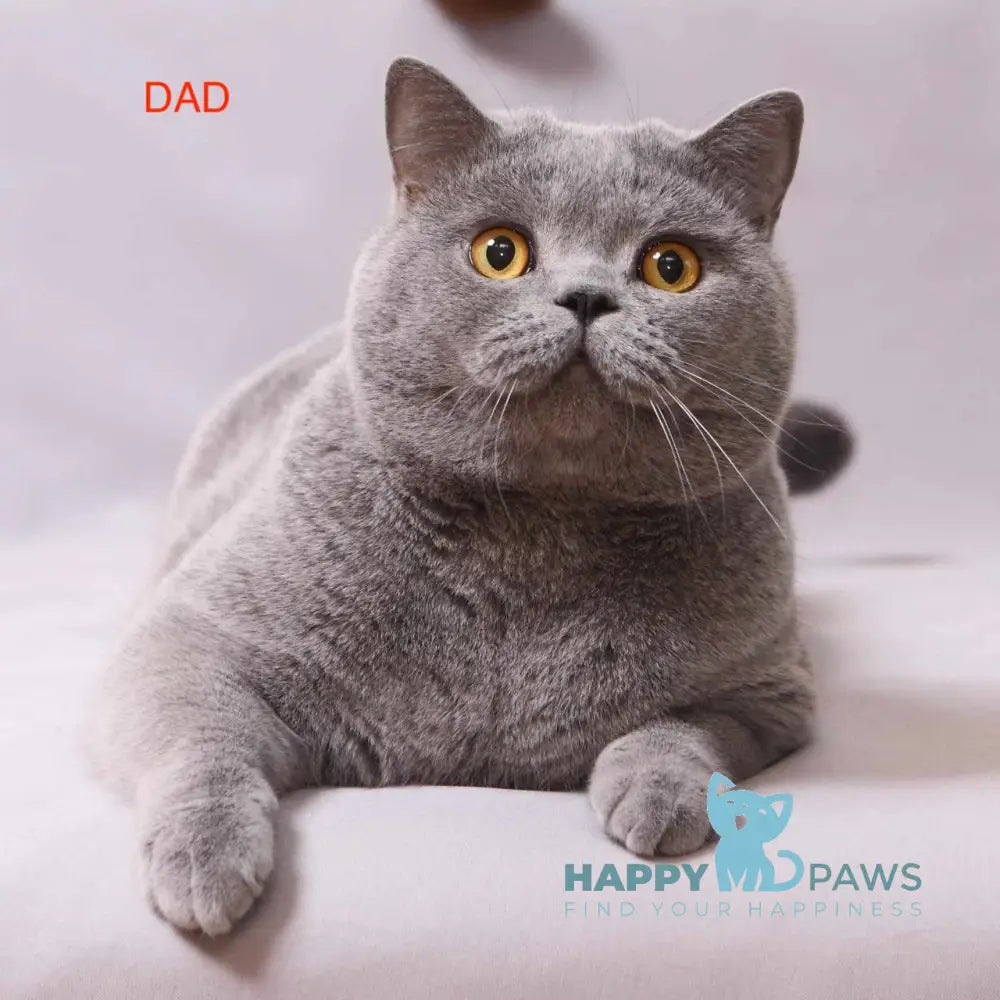 Bayraktar British Shorthair Male Blue Live Animals