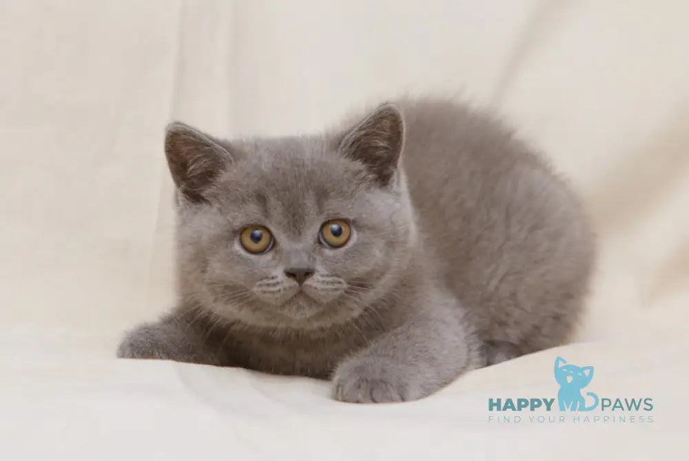 Bayraktar British Shorthair Male Blue Live Animals