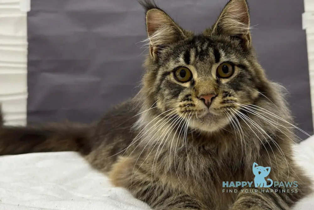 Bear Maine Coon Male Black Tabby Live Animals