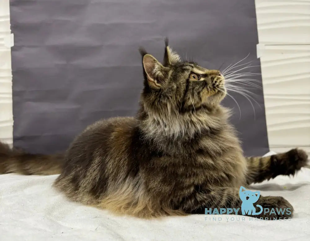 Bear Maine Coon Male Black Tabby Live Animals