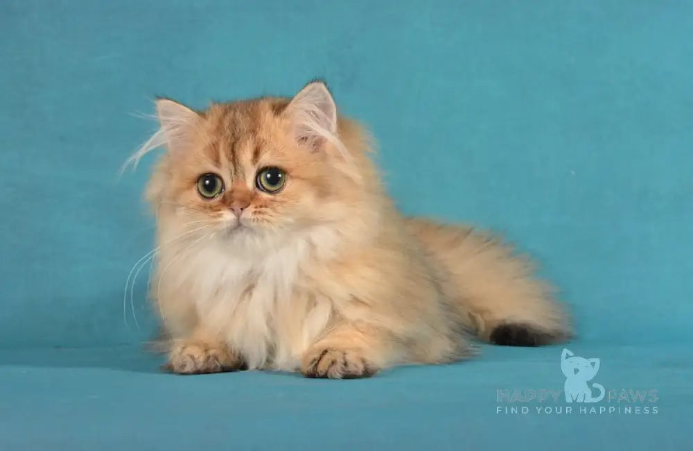 Beata British Longhair Female Black Golden Ticked Tabby Live Animals