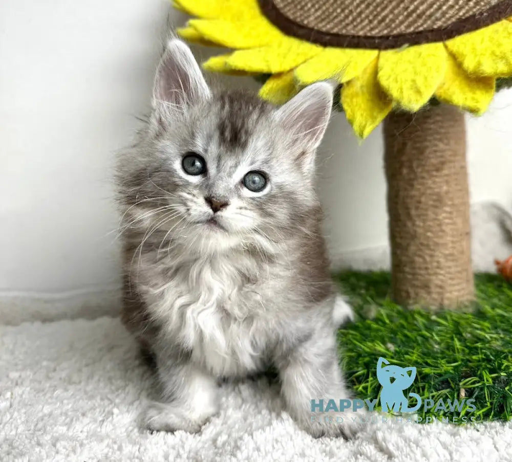 Bebemotik Maine Coon male black silver ticked tabby live animals