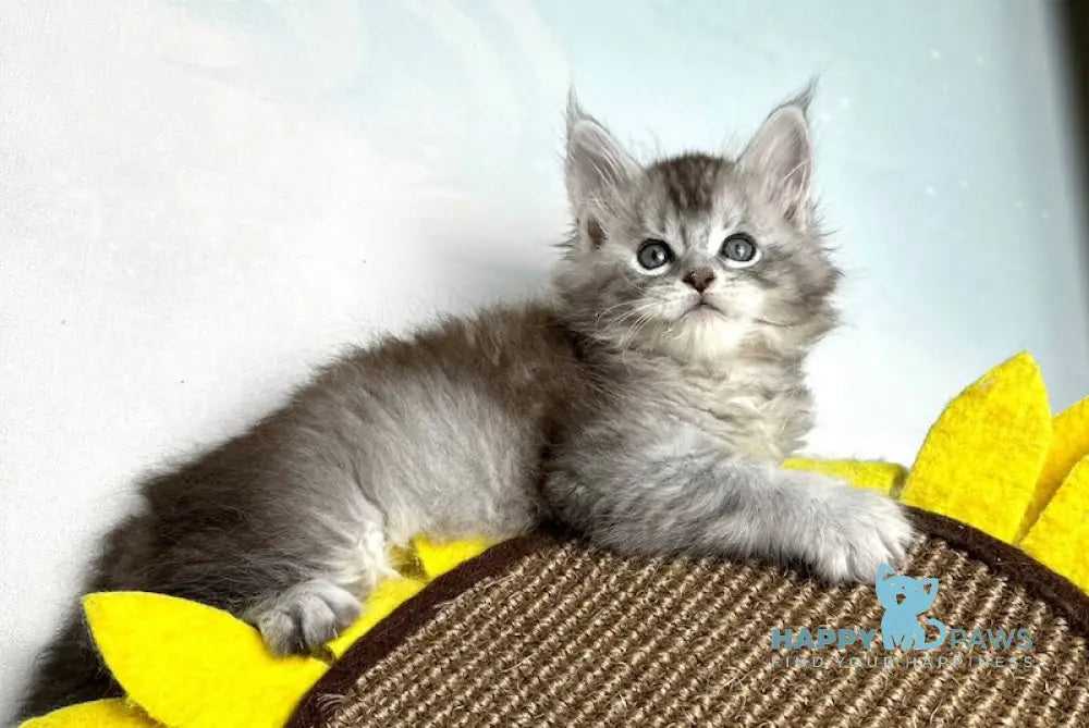 Bebemotik Maine Coon male black silver ticked tabby live animals