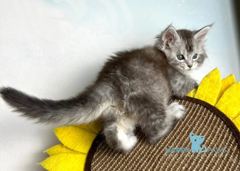 Bebemotik Maine Coon male black silver ticked tabby live animals