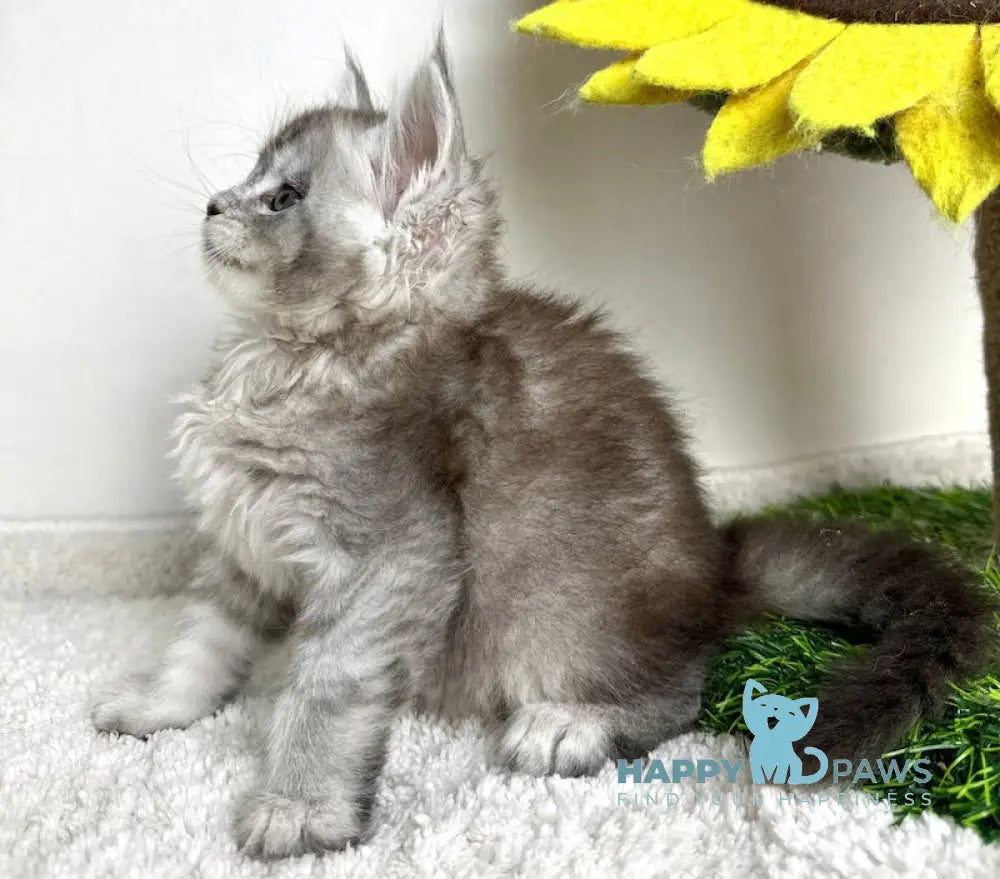 Bebemotik Maine Coon male black silver ticked tabby live animals