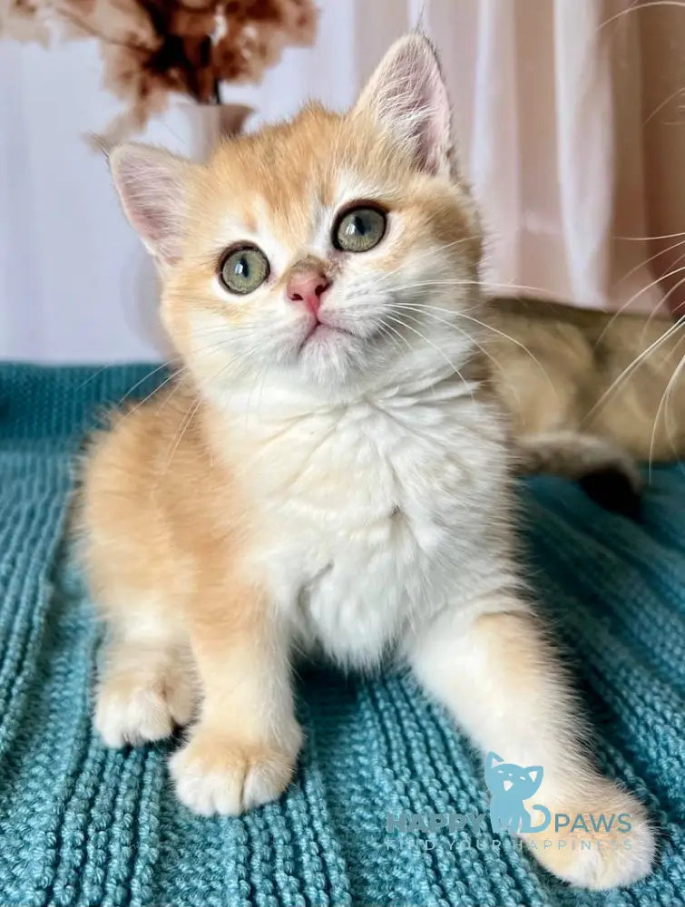 Bekky British Shorthair Female Black Golden Chinchilla Live Animals