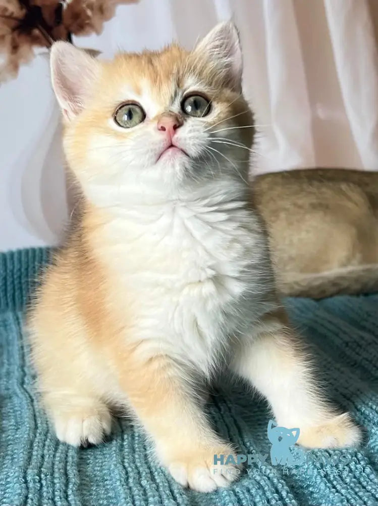 Bekky British Shorthair Female Black Golden Chinchilla Live Animals