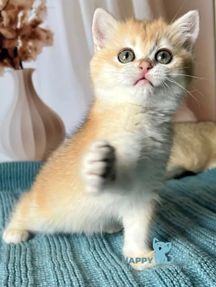 Bekky British Shorthair Female Black Golden Chinchilla Live Animals