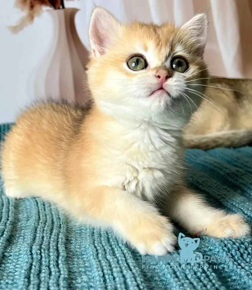 Bekky British Shorthair Female Black Golden Chinchilla Live Animals