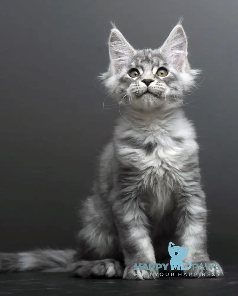 Belosnejka Maine Coon female black silver tabby live animals