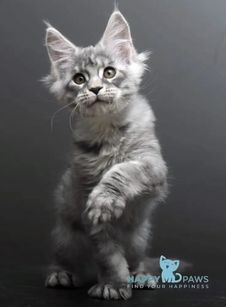 Belosnejka Maine Coon female black silver tabby live animals