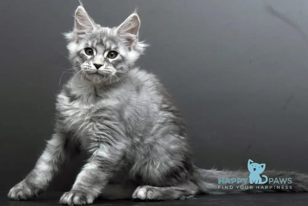 Belosnejka Maine Coon female black silver tabby live animals