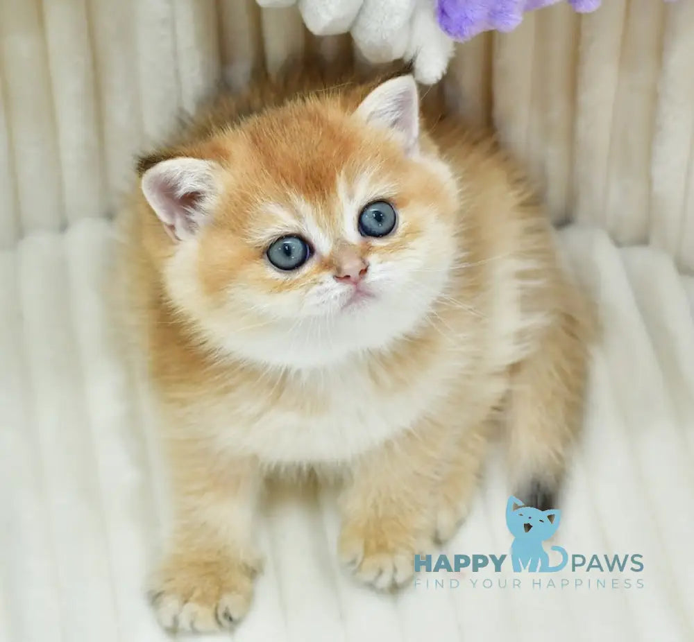 Belusia British Shorthair female black golden chinchilla live animals