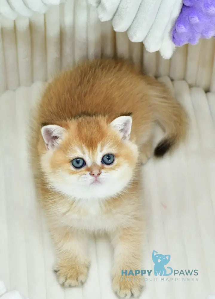 Belusia British Shorthair female black golden chinchilla live animals