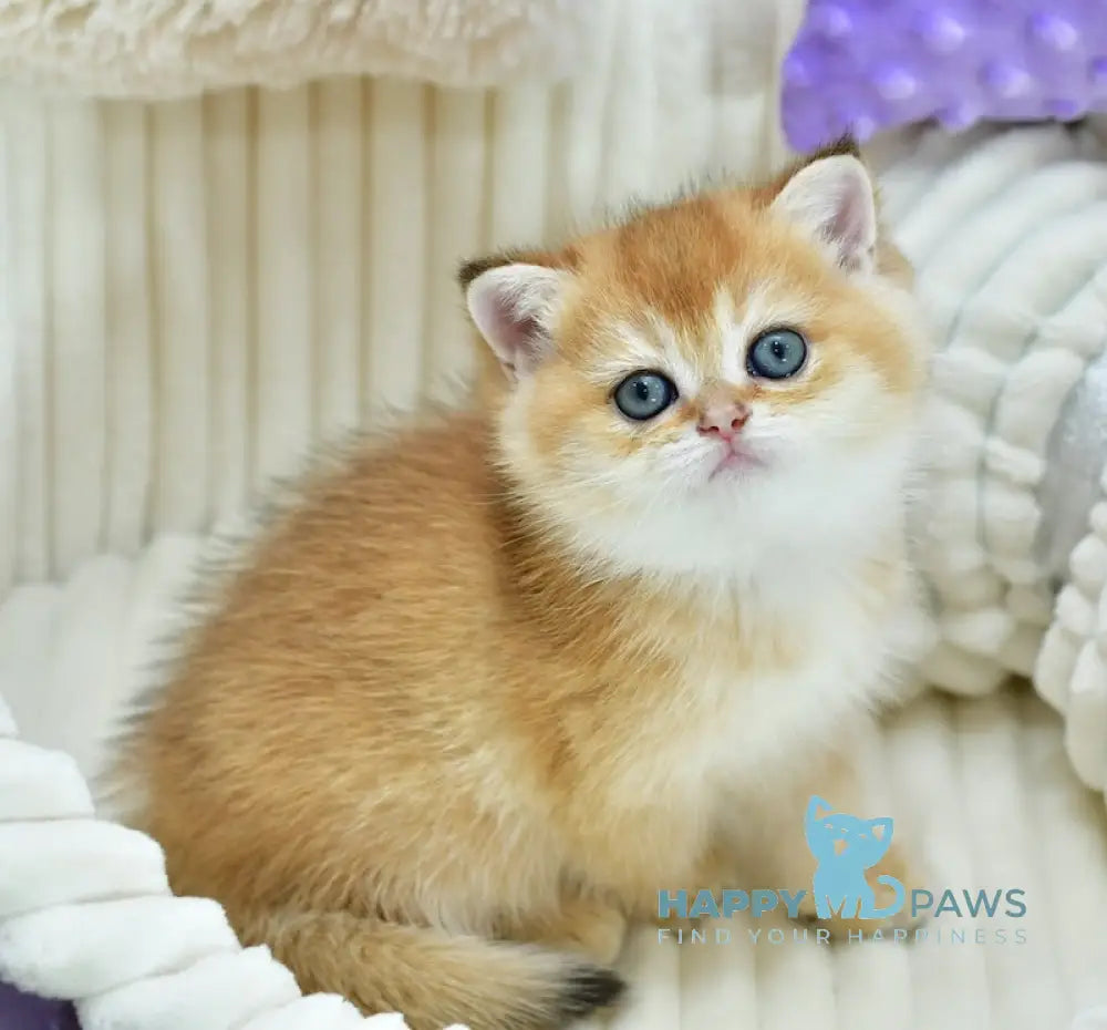 Belusia British Shorthair female black golden chinchilla live animals