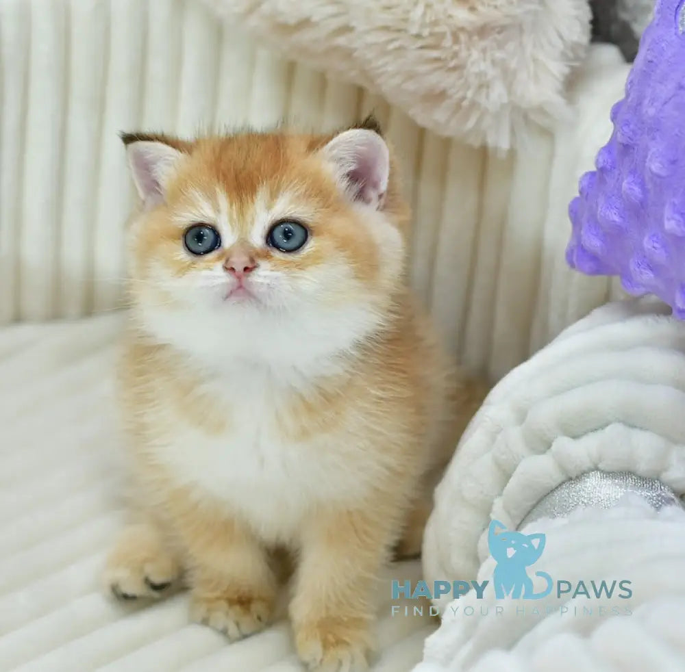 Belusia British Shorthair female black golden chinchilla live animals