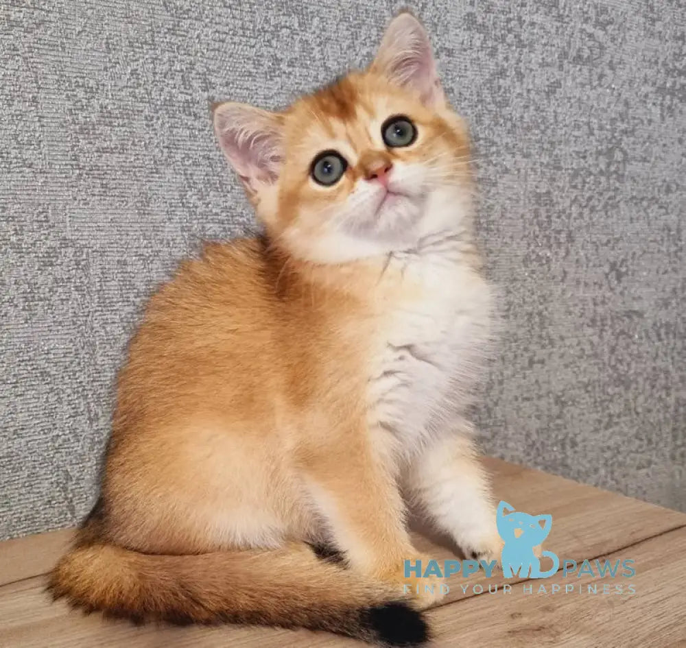 Ben British Shorthair Male Black Golden Shaded Live Animals