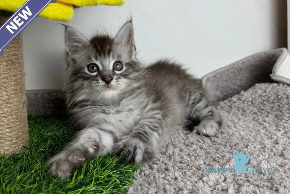 Benedictus Maine Coon Male Black Silver Spotted Tabby Live Animals