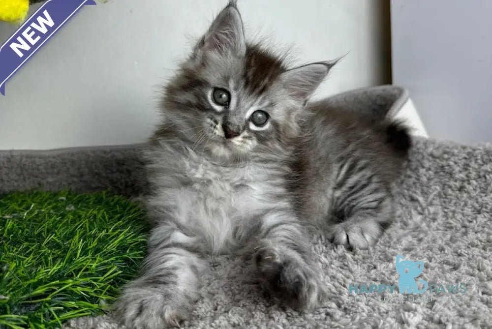 Benedictus Maine Coon Male Black Silver Spotted Tabby Live Animals