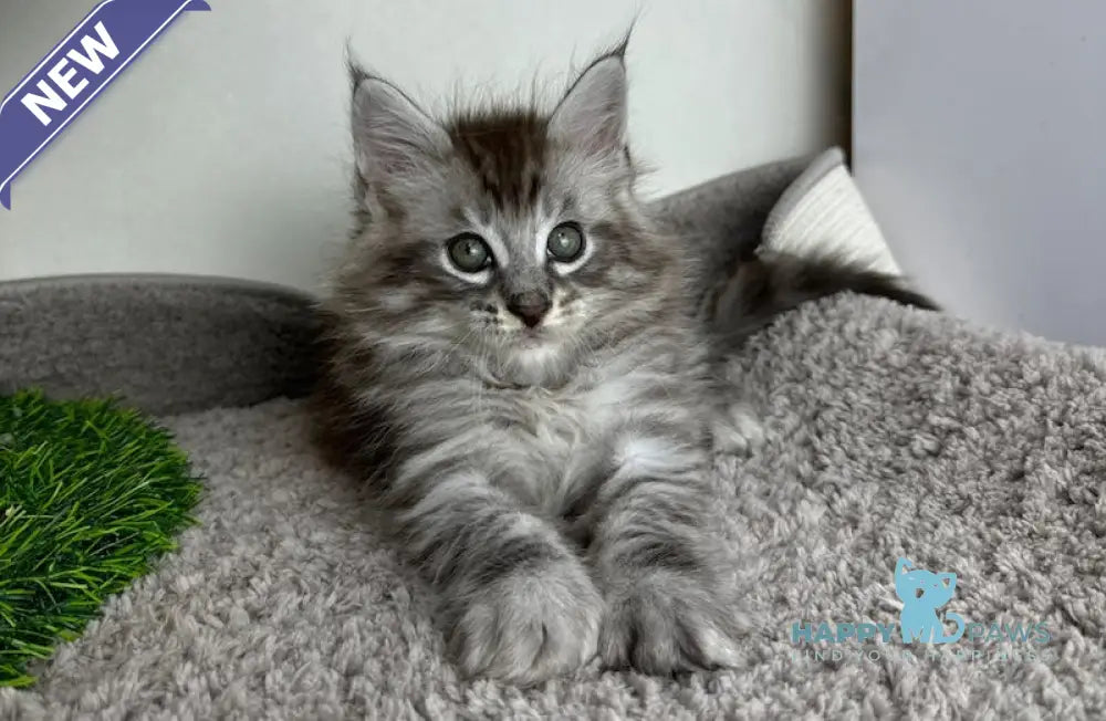 Benedictus Maine Coon Male Black Silver Spotted Tabby Live Animals