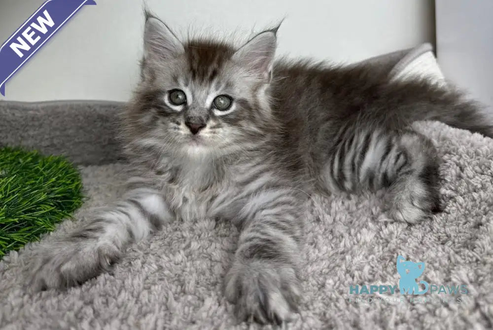 Benedictus Maine Coon Male Black Silver Spotted Tabby Live Animals