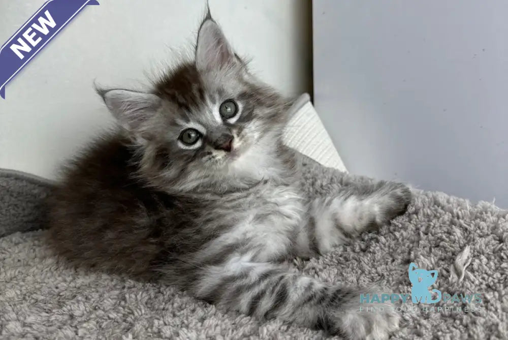 Benedictus Maine Coon Male Black Silver Spotted Tabby Live Animals