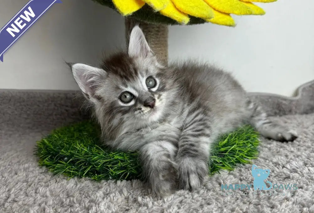 Benedictus Maine Coon Male Black Silver Spotted Tabby Live Animals