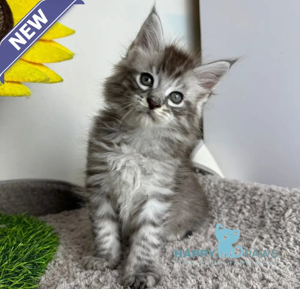 Benedictus Maine Coon Male Black Silver Spotted Tabby Live Animals