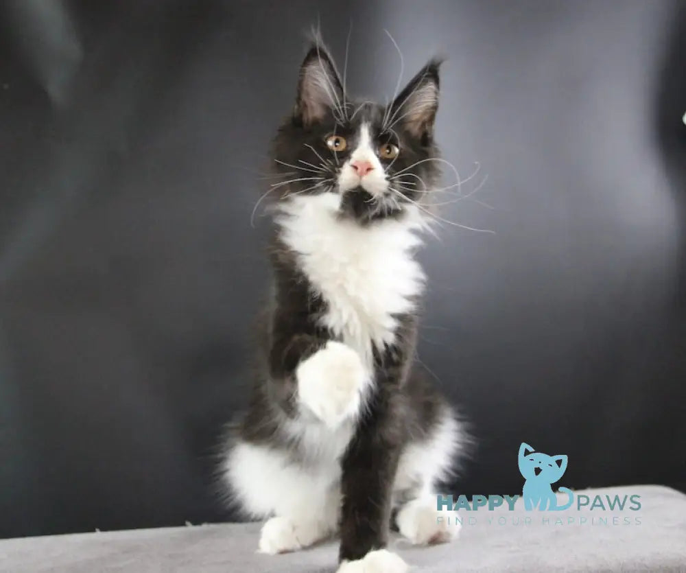 Bergamot Maine Coon Male Black Bicolour Live Animals