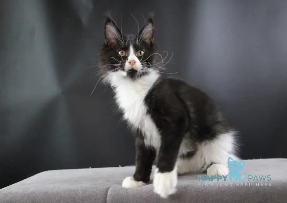 Bergamot Maine Coon Male Black Bicolour Live Animals