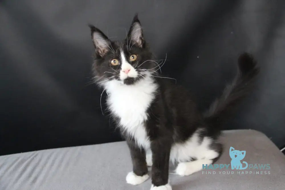 Bergamot Maine Coon Male Black Bicolour Live Animals