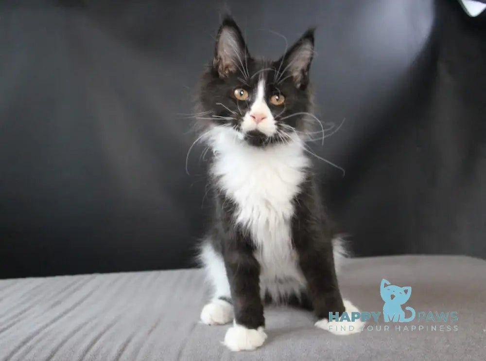 Bergamot Maine Coon Male Black Bicolour Live Animals