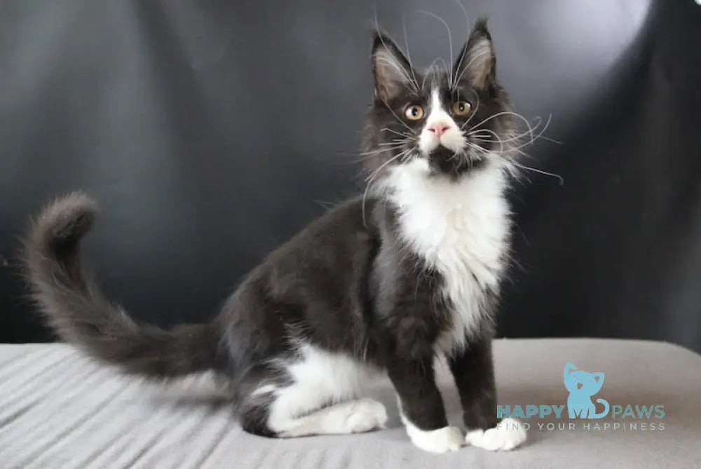 Bergamot Maine Coon Male Black Bicolour Live Animals