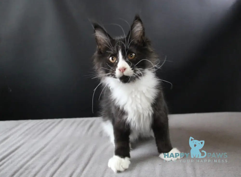 Bergamot Maine Coon Male Black Bicolour Live Animals