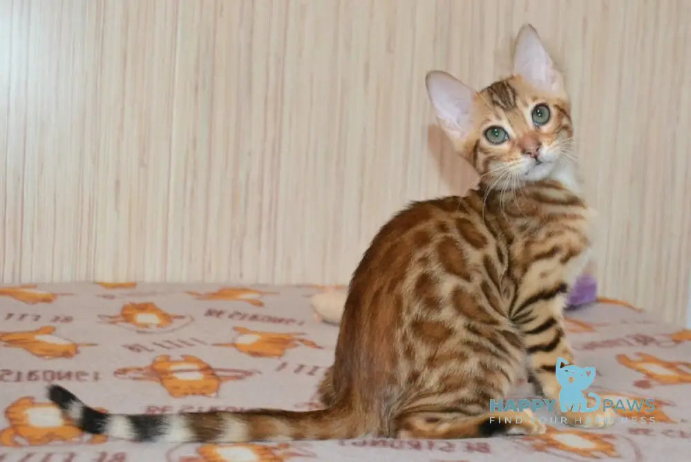 Beylla Bengal Female Black Spotted Tabby Live Animals