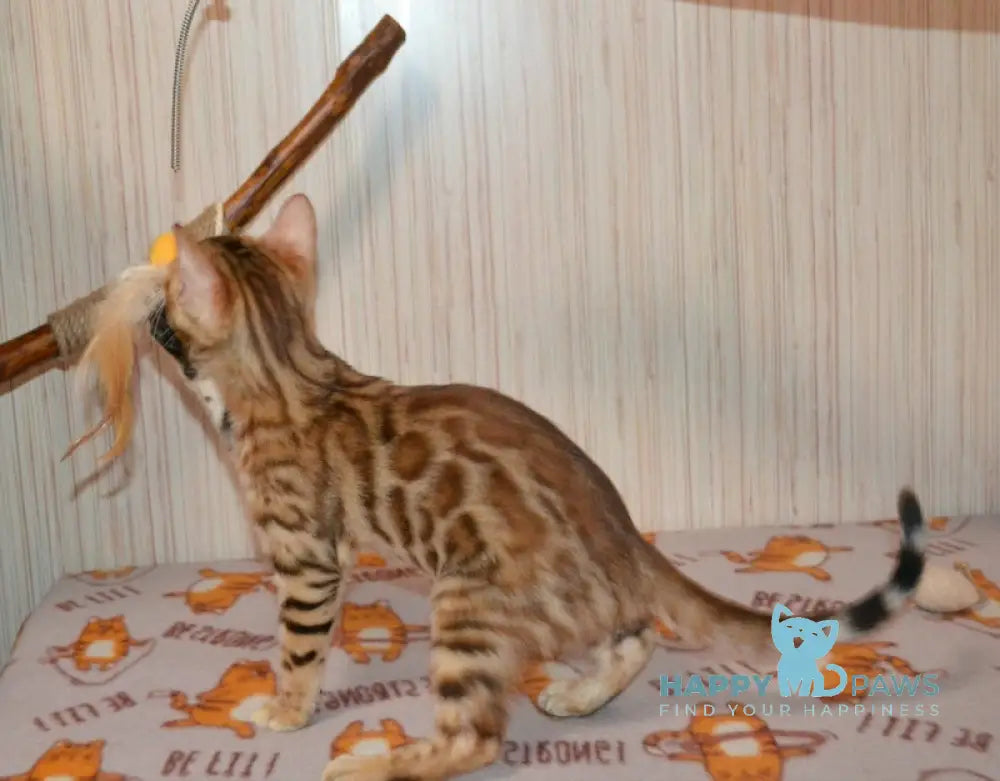 Beylla Bengal Female Black Spotted Tabby Live Animals