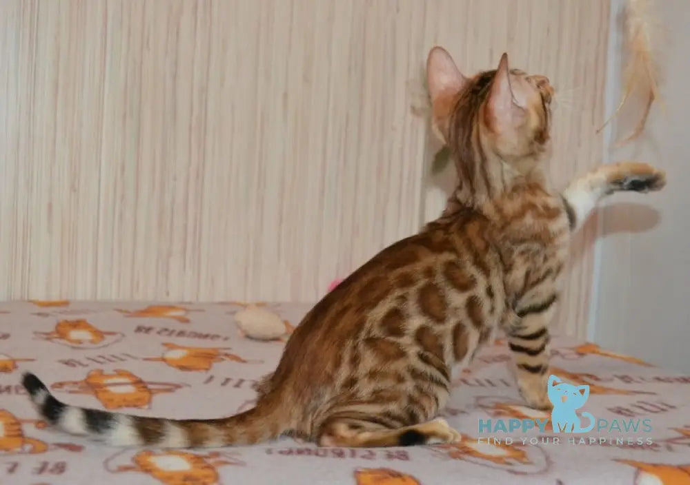 Beylla Bengal Female Black Spotted Tabby Live Animals