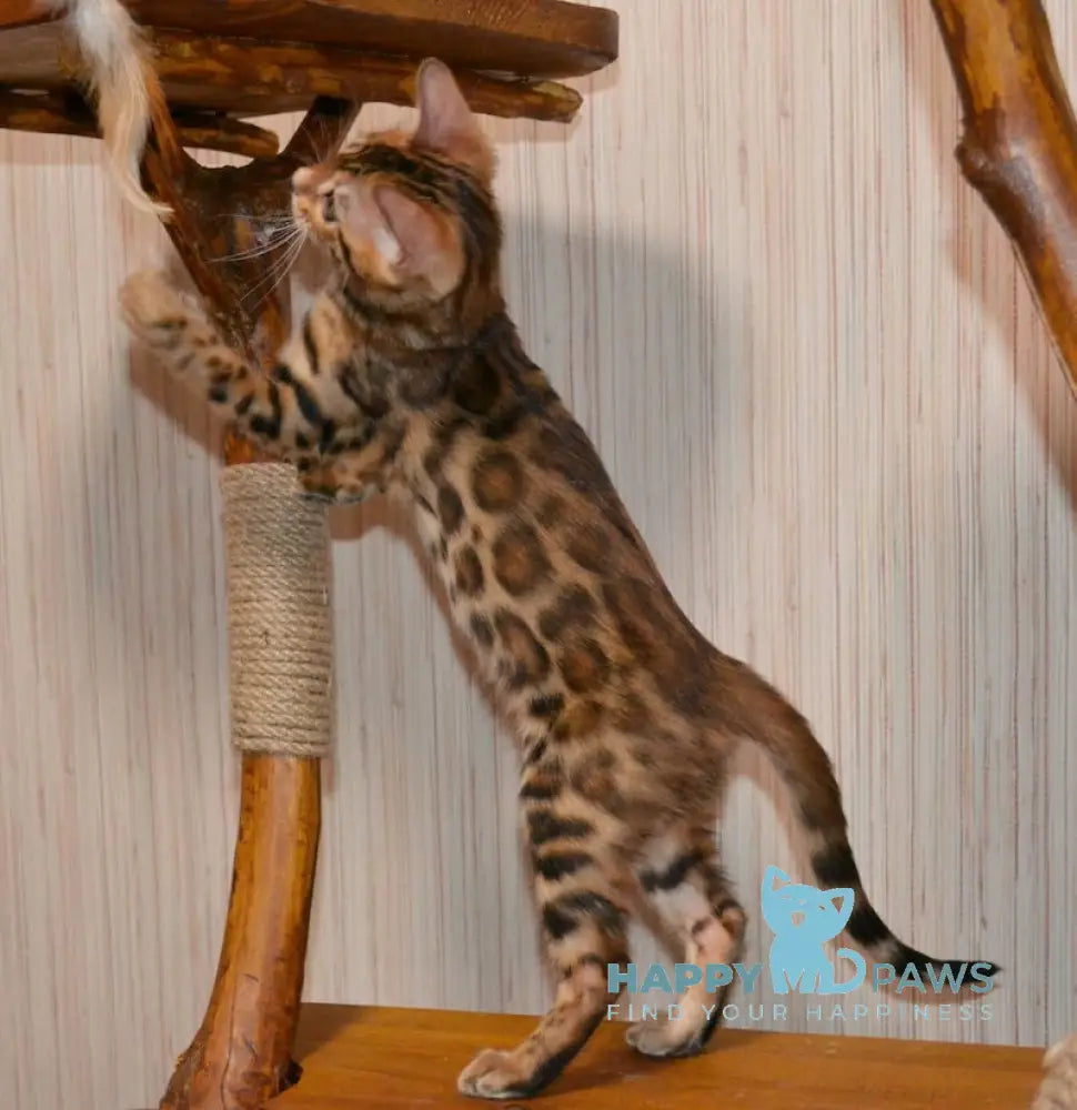 Beyllina Bengal Female Black Spotted Tabby Live Animals