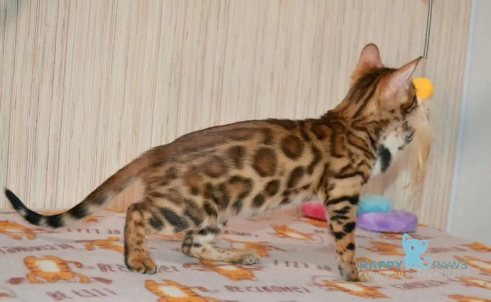 Beyllina Bengal Female Black Spotted Tabby Live Animals