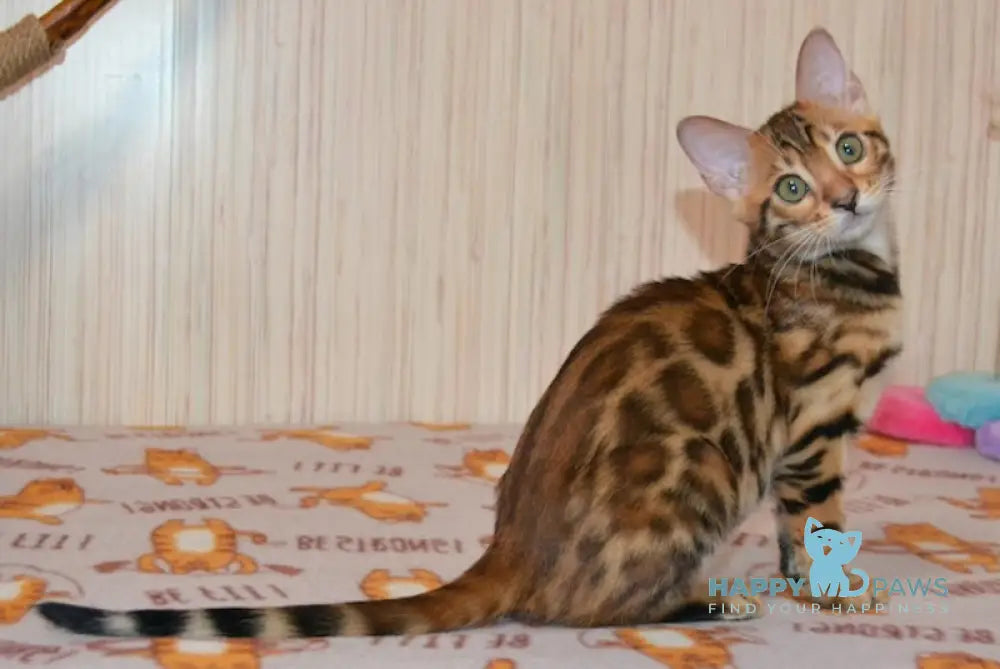 Beyllina Bengal Female Black Spotted Tabby Live Animals