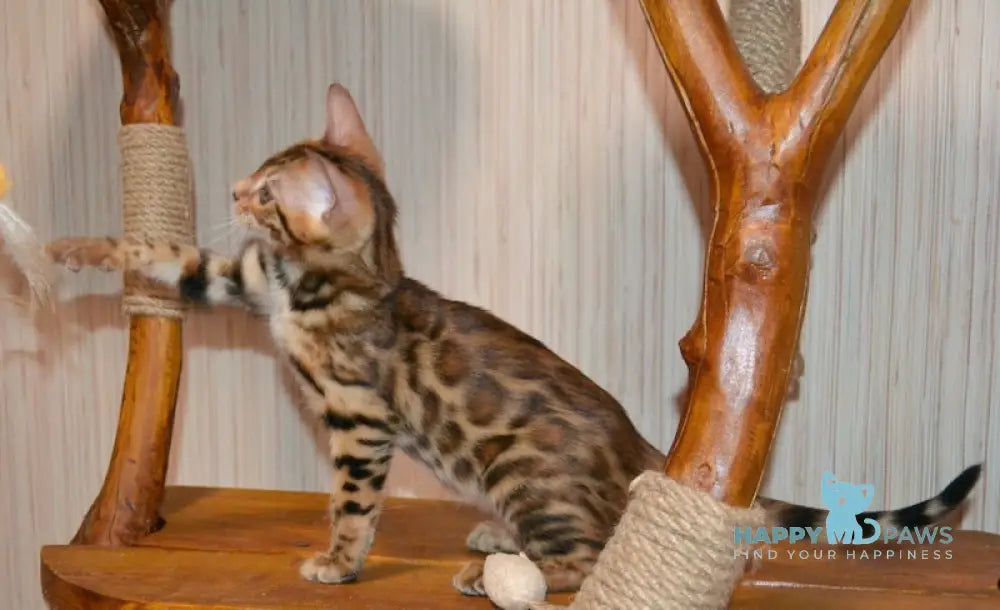 Beyllina Bengal Female Black Spotted Tabby Live Animals