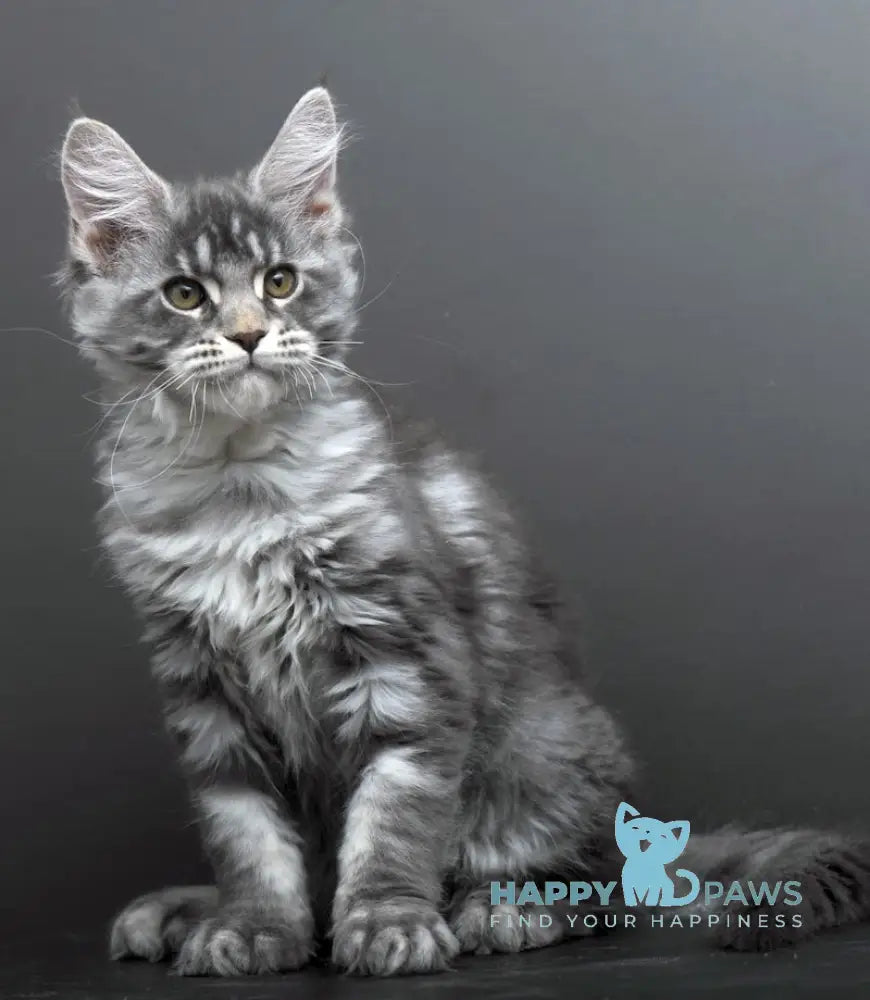 Bianka Maine Coon female blue silver tabby live animals