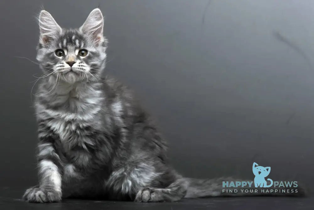 Bianka Maine Coon female blue silver tabby live animals