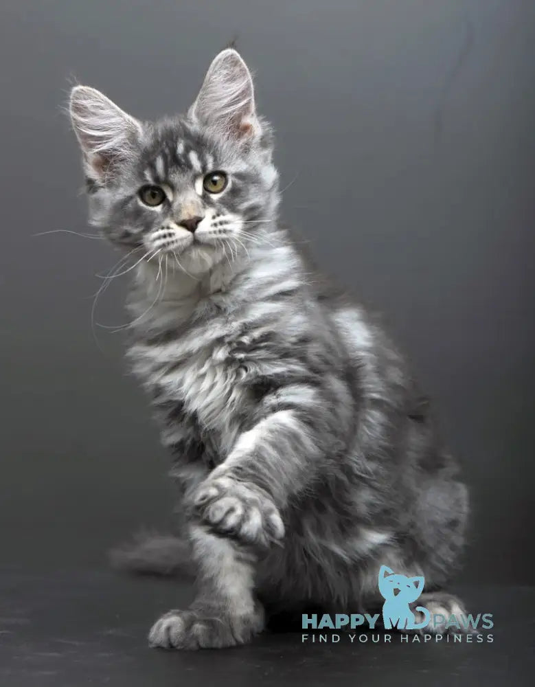 Bianka Maine Coon female blue silver tabby live animals