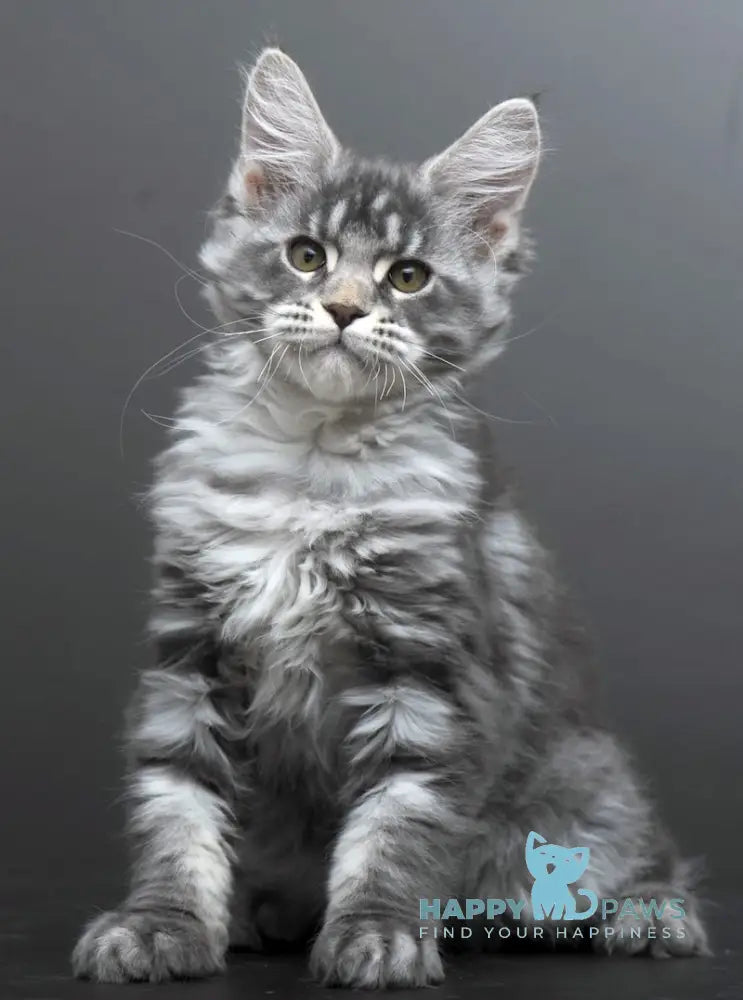 Bianka Maine Coon female blue silver tabby live animals