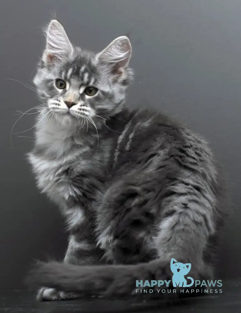 Bianka Maine Coon female blue silver tabby live animals