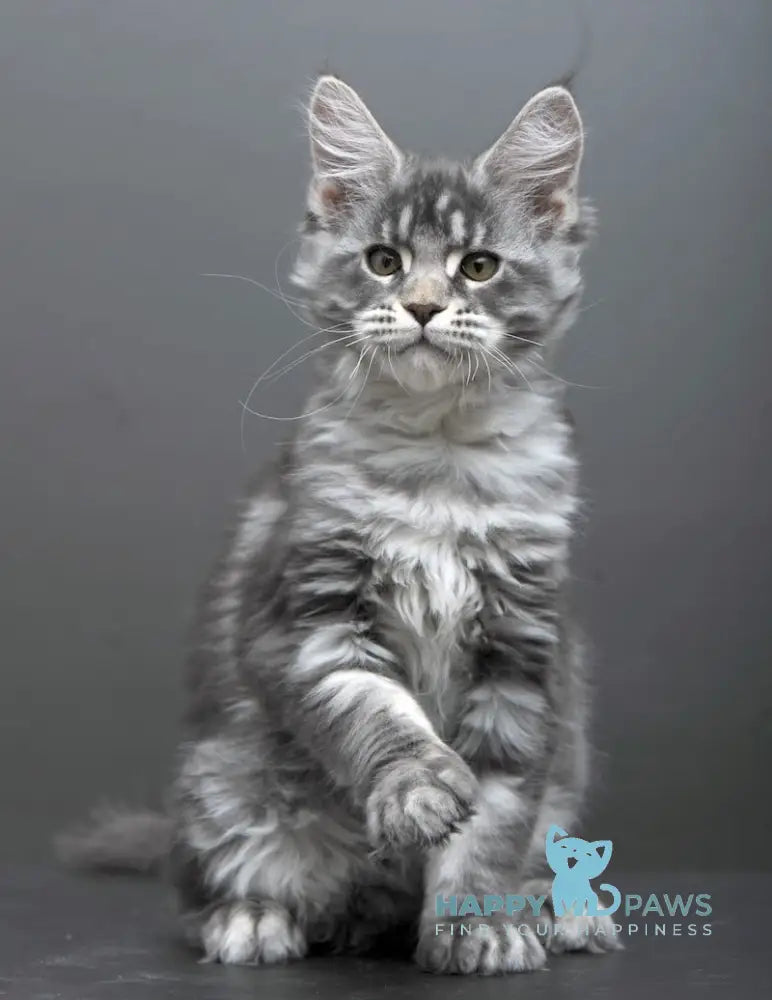 Bianka Maine Coon female blue silver tabby live animals