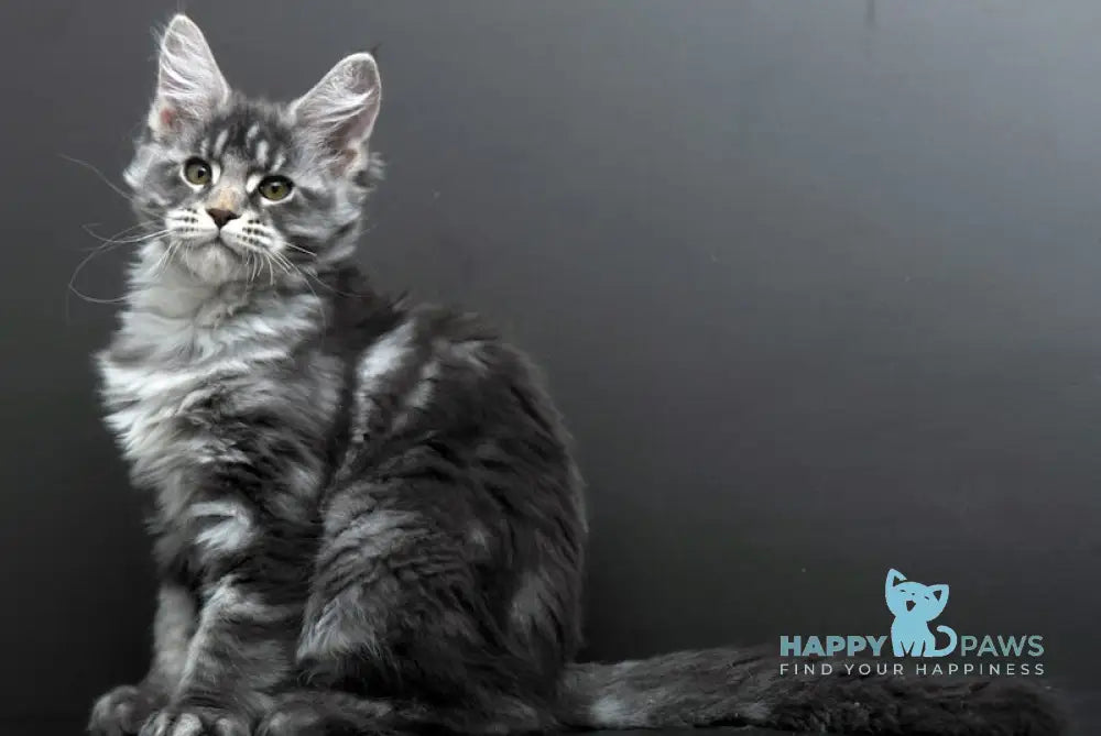 Bianka Maine Coon female blue silver tabby live animals