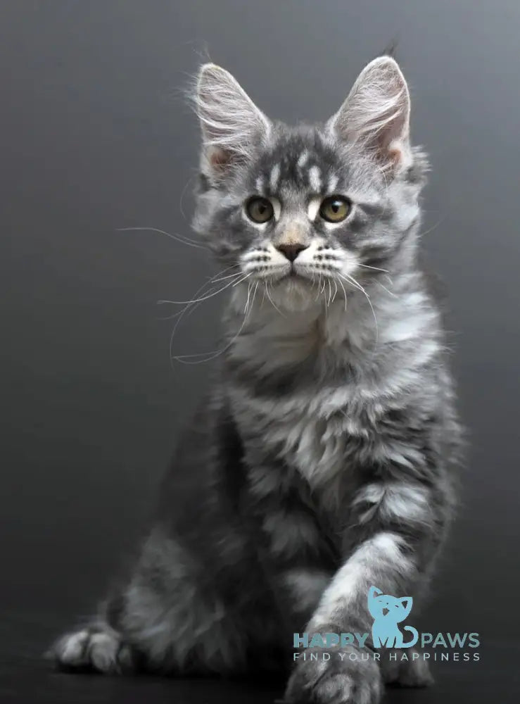 Bianka Maine Coon female blue silver tabby live animals