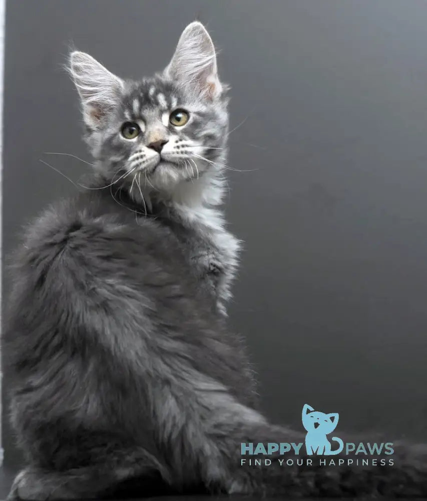 Bianka Maine Coon female blue silver tabby live animals